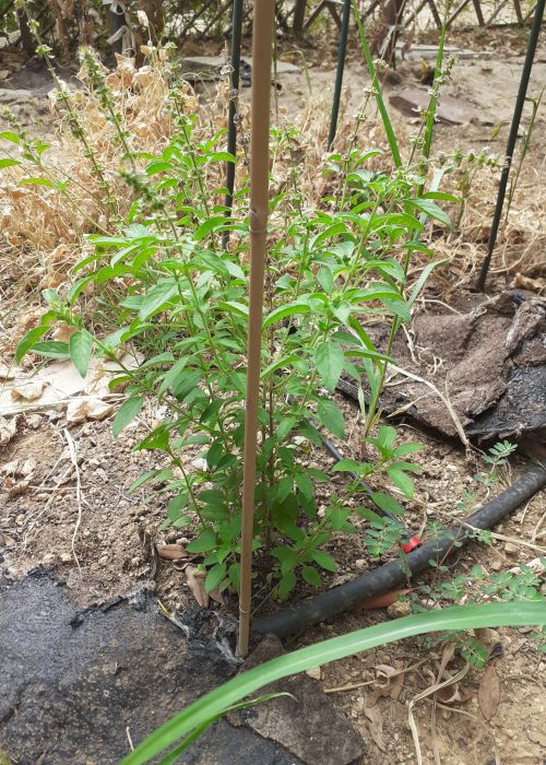 Plant de Basilic "Africain" dans le jardin de Christine