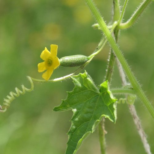 Fleur de concombre à confire