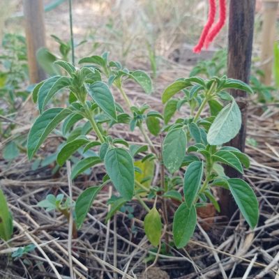 Plantes rempotés en plein terre