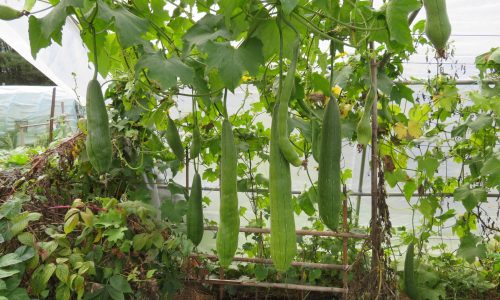 Fruits cylindriques et allongés de luffa dans la serre de Laurent