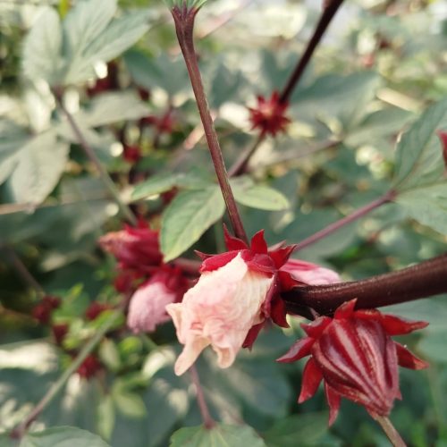 Éclosion d'une fleur d'Oseille de Guinée