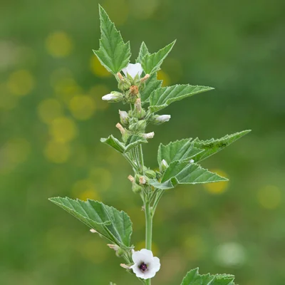 Gimauve Officinale