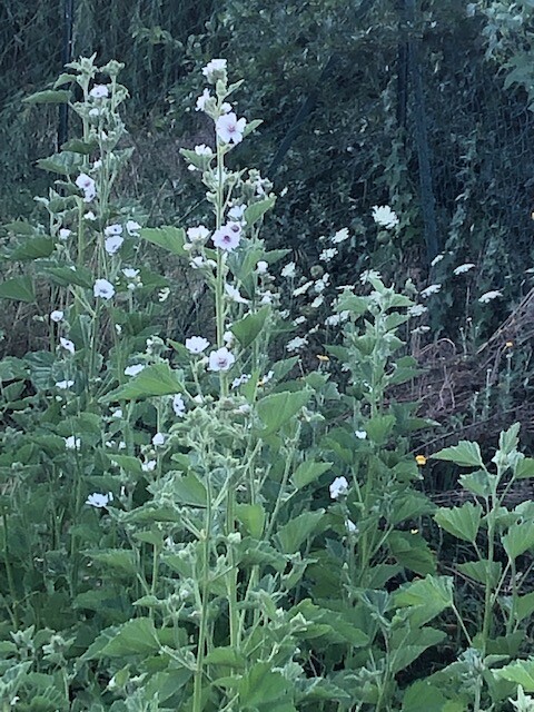 la Guimauve en fleur dans le jardin de Monique