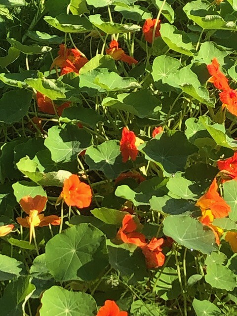 Culture de Capucines en mélange de couleurs