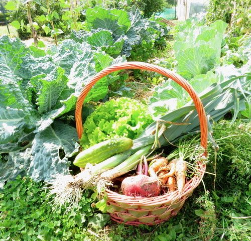 Récolte de légumes issus de semences de Kokopelli dans le potager de Monique