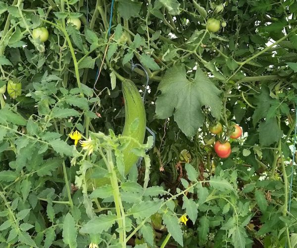 Luffa luttant pour sa survie dans une forêt de tomates