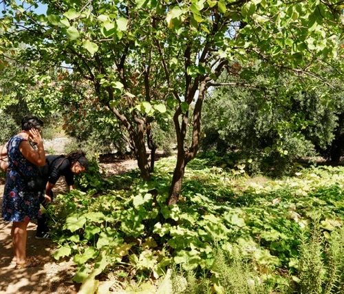 Photo d'une partie des jardins nourriciers du Centre Fiers & Forts. On y voit notamment des curcubitacées.