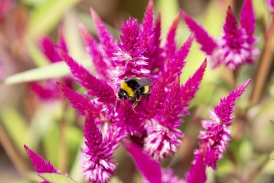 Bourdons, Celosia, Celosia Pampa Plume, Chez Cotylédon, Insectes