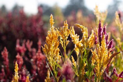 Celosia, Celosia Pampa Plume-2 Influorescence de Pampa Plume
