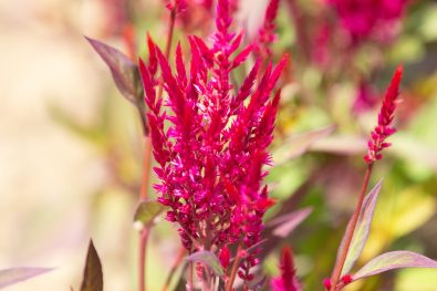 Inflorescence de celosia