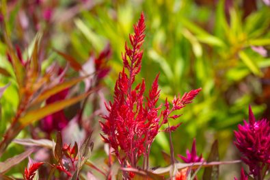 Celosia, Celosia Pampa Plume, Chez Cotylédon-3