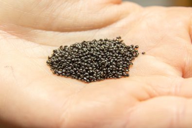 Semences de célosie triées