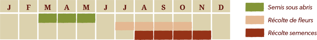 Calendrier de culture de la Celosia