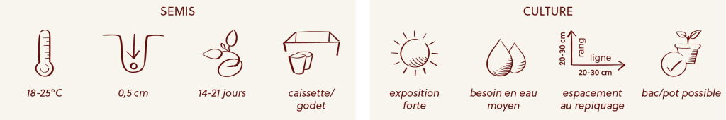 Etapes culturales de la celosia