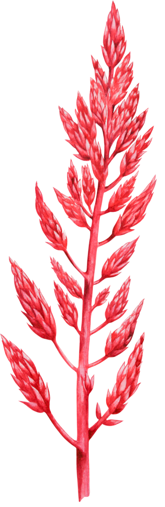 F1995_Celosia_Pampa_Plume-detail