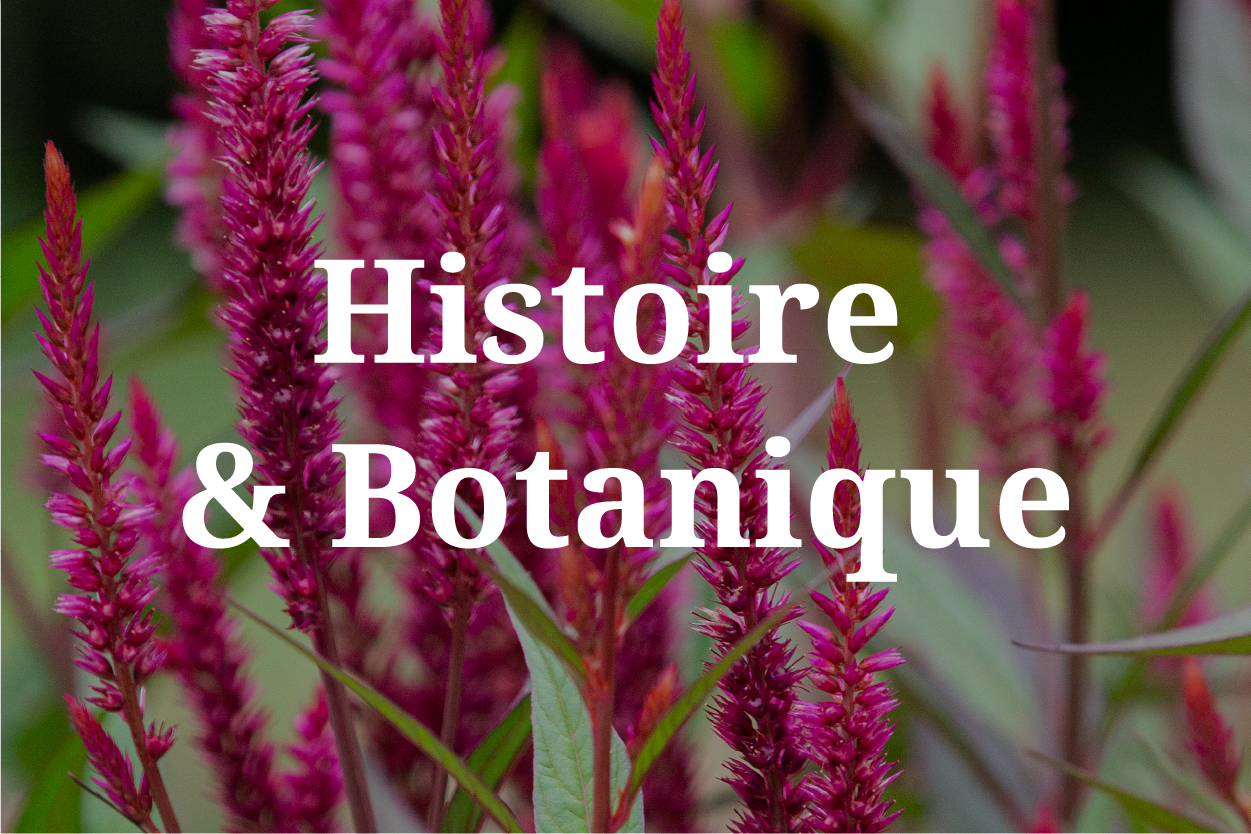 Histoire et Botanique