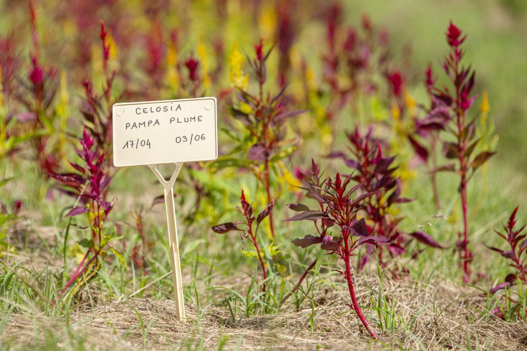 repiquage de celosia Pampa Plume