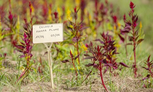 repiquage de celosia Pampa Plume
