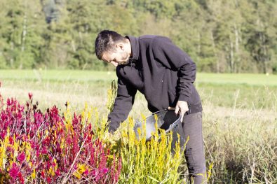 Récolte des tiges de célosies