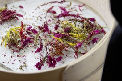 Séchage des tiges de célosies