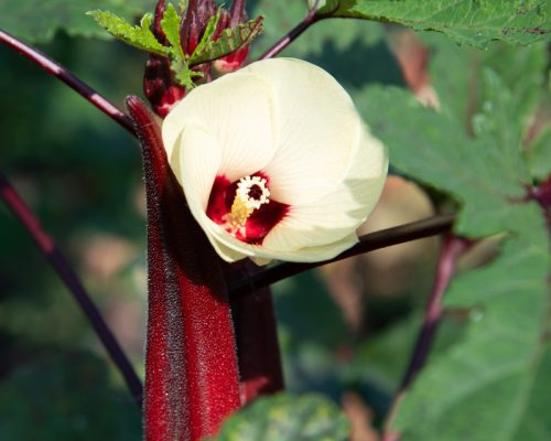 Après pollinisation, la large fleur solitaire, laisse place à un fruit comestible