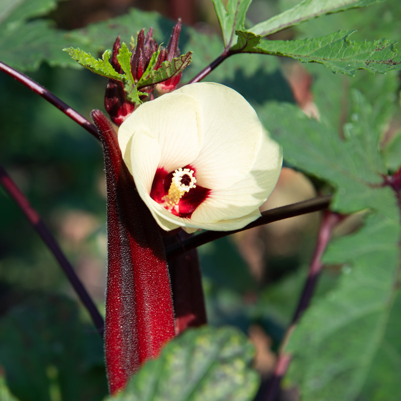 Après pollinisation, la large fleur solitaire, laisse place à un fruit comestible