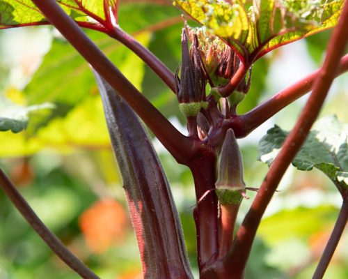 Le fruit allongé, pointu, côtelé et en forme d’étoile, renferme généralement 5 rangées de graines