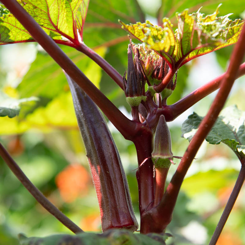 Le fruit allongé, pointu, côtelé et en forme d’étoile, renferme généralement 5 rangées de graines