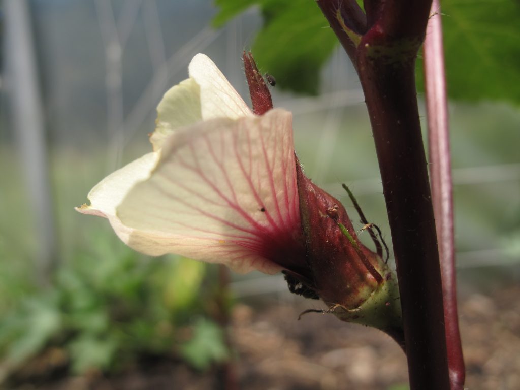 Éclosion d’une fleur de Gombo “Red Burgundy”