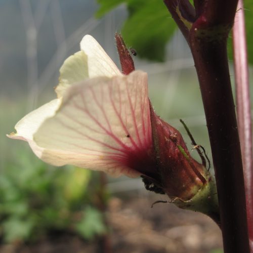 Éclosion d’une fleur de Gombo “Red Burgundy”