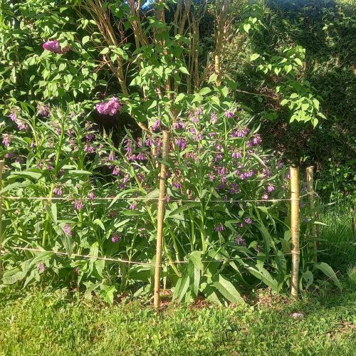 Inflorescences de consoude à l’allure de crosse aux fleurs très mellifères, serrées et pendantes