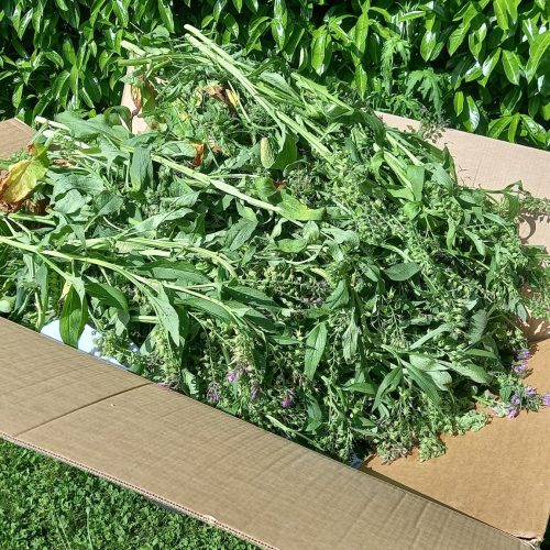 Récolte des inflorescences libérant les premières graines