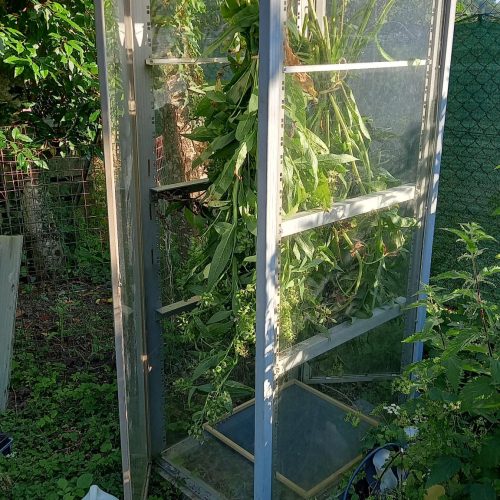 Disposition des hampes dans un endroit chaud et ventilé pour parfaire leur dessiccation