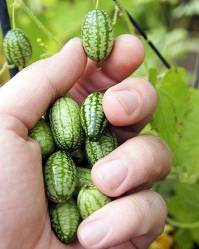 Le concombre à confire est également connu sous le nom de pastèque miniature