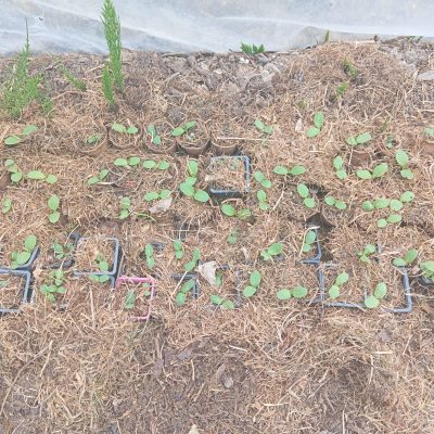 Semis en godets individuels, bien au chaud dans la serre