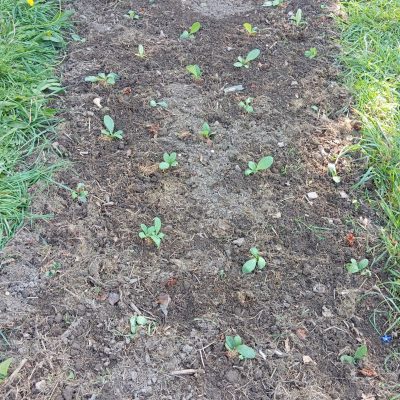 Repiquage au jardin à 30 cm en tous sens