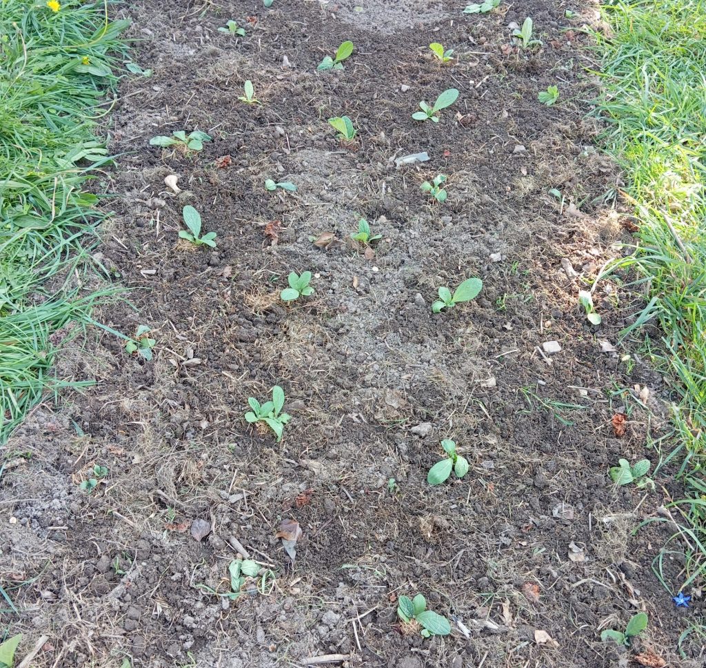 Repiquage au jardin à 30 cm en tous sens