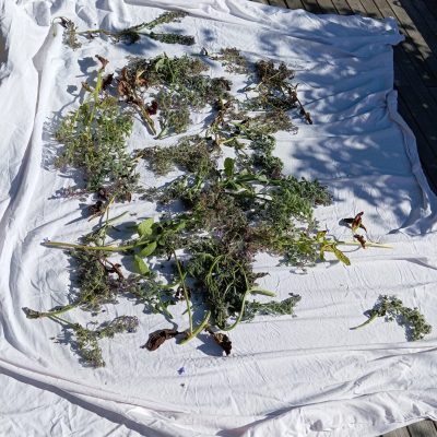 Séchage des hampes florales sur un drap