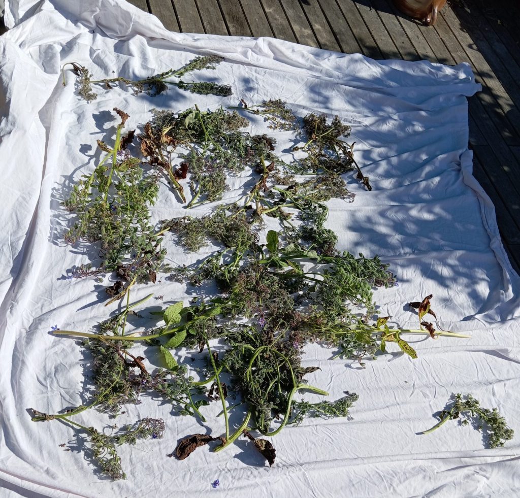Séchage des hampes florales sur un drap