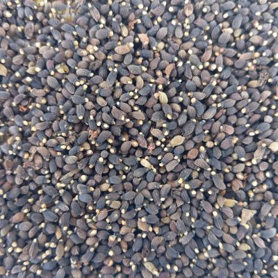 Semences récoltées par Claude