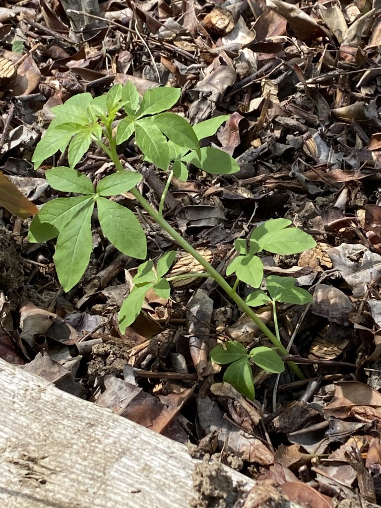 Les tiges de cléome portent de grandes feuilles palmées de 10 à 12 cm de long