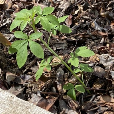 Les tiges de cléome portent de grandes feuilles palmées de 10 à 12 cm de long