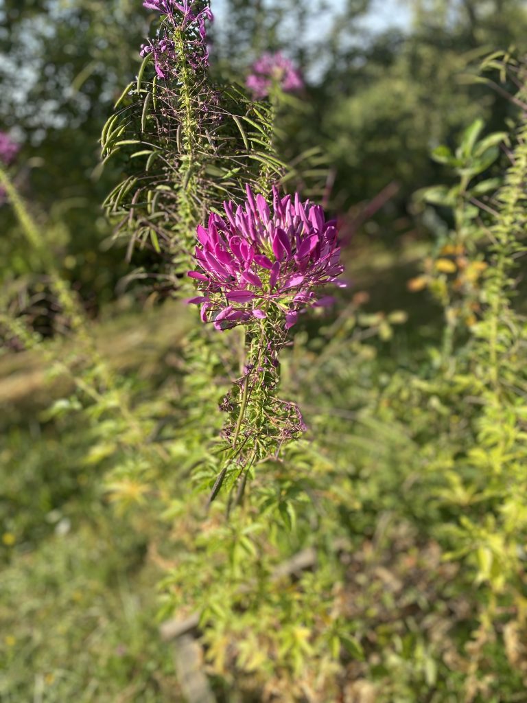 Les fleurs éclosent au fur et à mesure de la croissance de l’inflorescence, depuis la base vers le sommet, et chacune se compose de 4 pétales elliptiques