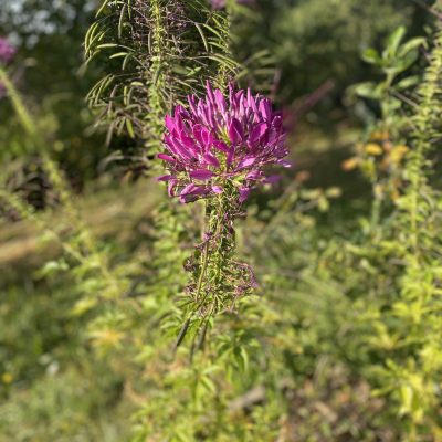 Les fleurs éclosent au fur et à mesure de la croissance de l’inflorescence, depuis la base vers le sommet, et chacune se compose de 4 pétales elliptiques