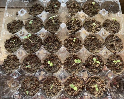 Inflorescence en boule très piquante, au début de la floraison