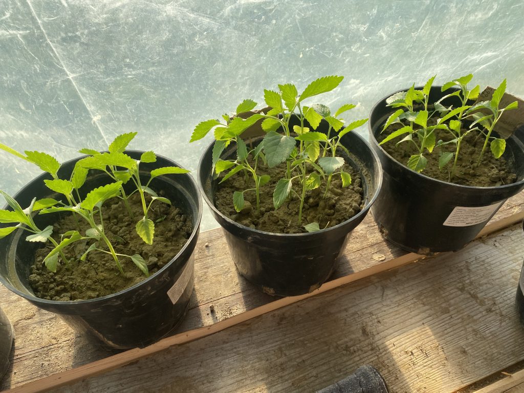 Jeunes plants prêts pour le repiquage