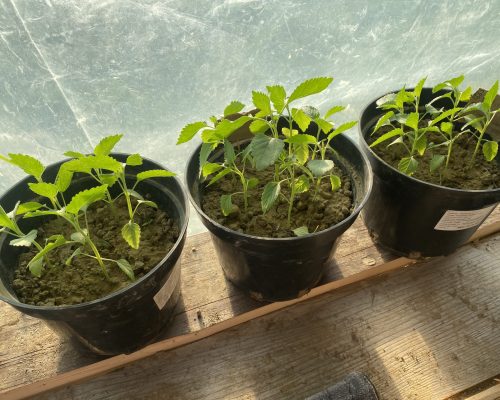 Jeunes plants prêts pour le repiquage