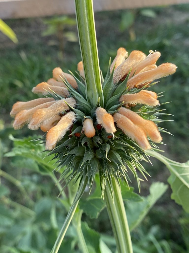 Inflorescence en boule très piquante, au début de la floraison