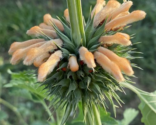 Inflorescence en boule très piquante, au début de la floraison