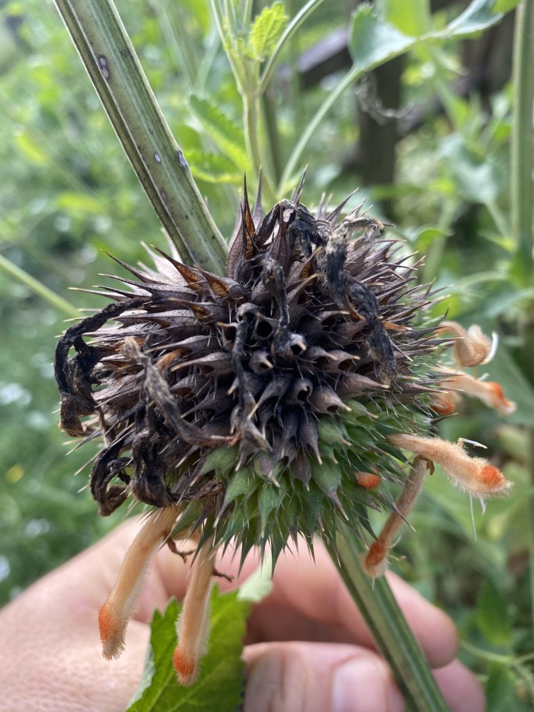 Mûrissement progressive de l’inflorescence
